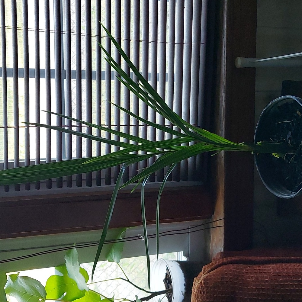 Madjool Date Palm Tree 1 year old